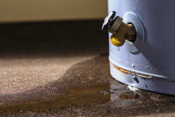 Best Professional water damage repair  in Munford, TN