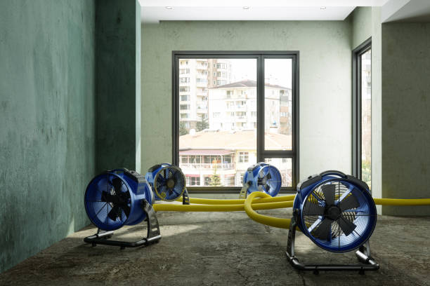 Best Mold removal after water damage  in Munford, TN