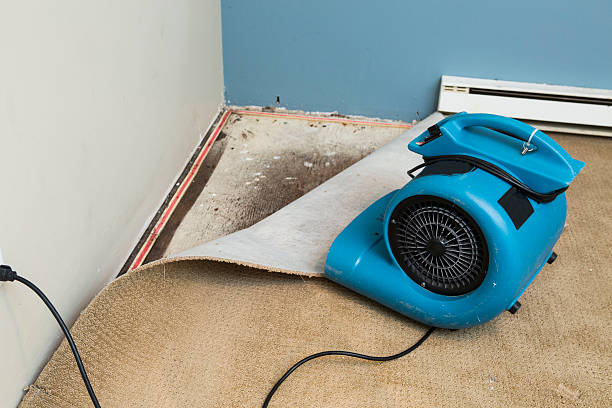 Best Water damage cleanup near me  in Munford, TN
